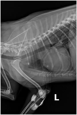 Comparative aspects of targeted sentinel lymph node mapping in veterinary and human medicine: opportunities for future research